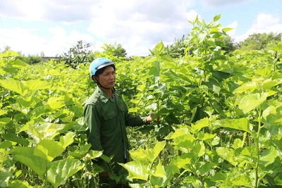 Chư Sê: Trồng dâu nuôi tằm công nghệ cao