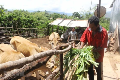 Phát triển kinh tế-xã hội vùng đồng bào dân tộc thiểu số và miền núi