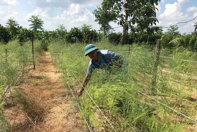 Chư Pưh đa dạng mô hình phát triển nông nghiệp