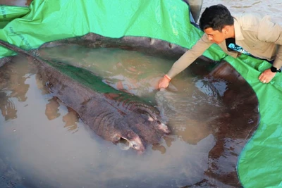 Bắt được cá đuối khổng lồ trên sông Mekong