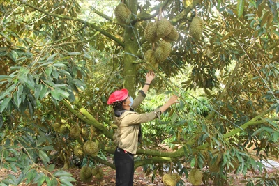 Thủ phủ sầu riêng ở Đắk Lắk mở lễ hội quảng bá sản phẩm