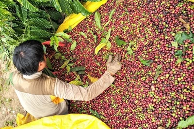 Thêm nhiều cơ hội gia tăng xuất khẩu càphê vào thị trường Hoa Kỳ