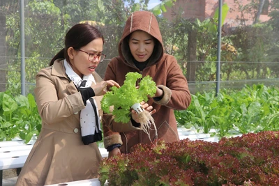 Gia Lai thành lập Ban Chỉ đạo liên ngành về cơ cấu lại ngành Nông nghiệp