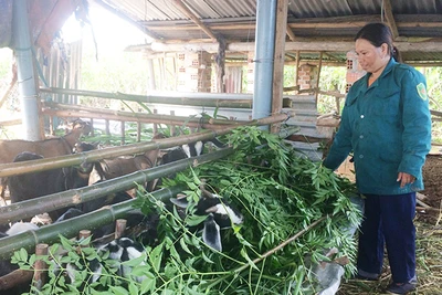 Chi hội trưởng phụ nữ "hai giỏi"