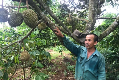 Nông dân Chư Sê mở rộng phương thức sản xuất hữu cơ