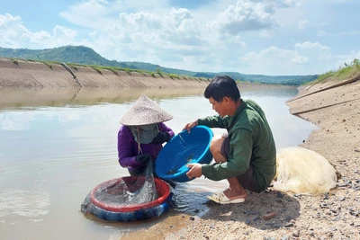 Lao xao mùa hến