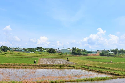 Những cánh đồng trong lòng thành phố