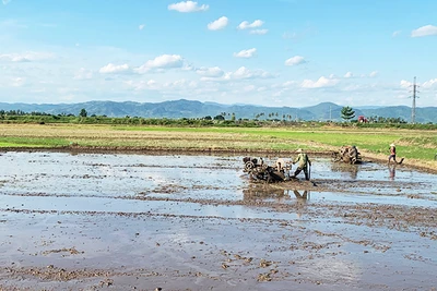 Vụ mùa 2022: Thâm canh lúa chất lượng cao để tăng năng suất