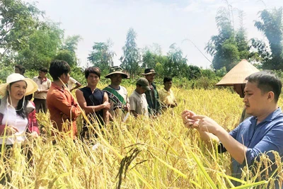 Gia Lai xây dựng vùng nguyên liệu lúa cạn đặc sản