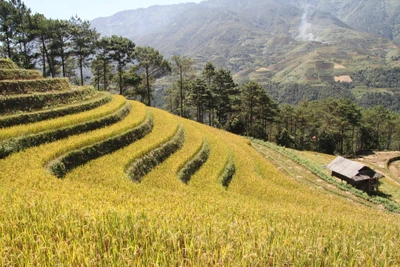 Cùng em lên Lao Chải mùa này