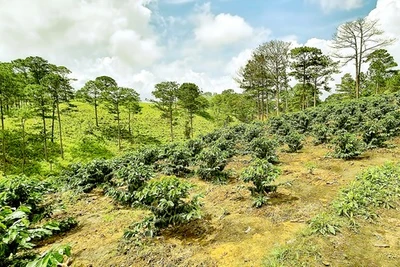 Đất rừng Tây Nguyên "bay màu"-Bài 1: Công khai xà xẻo, mua bán đất rừng