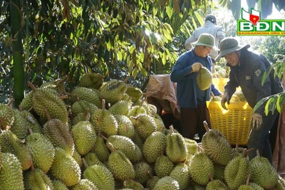 Nông dân Ðắk Nông mong có mã vùng trồng sầu riêng