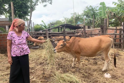 Ayun Pa gỡ "nút thắt" cho nông hội phát triển