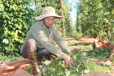 Giá hồ tiêu trong nước thấp nhất từ đầu năm đến nay