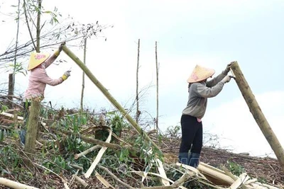 Đắk Lắk: Người nông dân phấn khởi vì giá gỗ keo nguyên liệu tăng cao