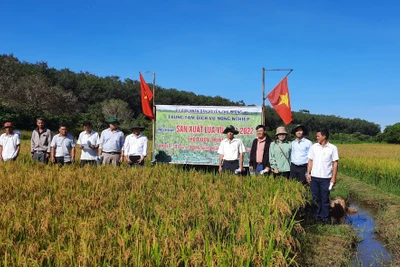 Chư Prông tổng kết mô hình sản xuất lúa nước vụ mùa