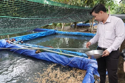 Khởi nghiệp với cá tai tượng da beo, thu nhập hơn nửa tỉ đồng mỗi năm