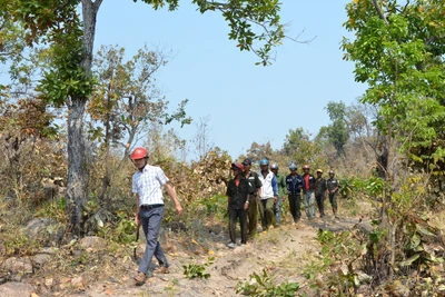 Gia Lai phấn đấu tốc độ tăng giá trị sản xuất lâm nghiệp đến năm 2025 đạt 10,91%