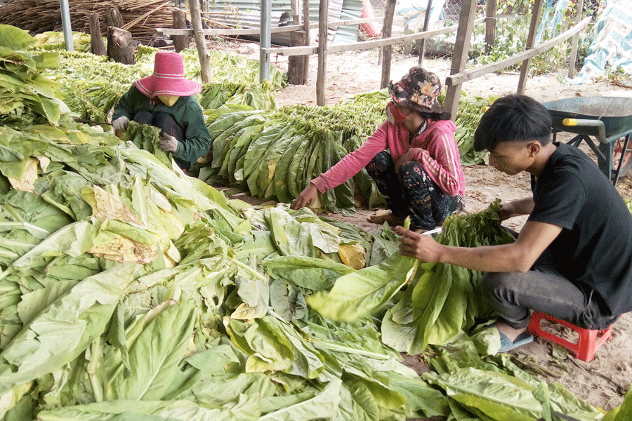 Krông Pa: Cây thuốc lá được mùa, được giá