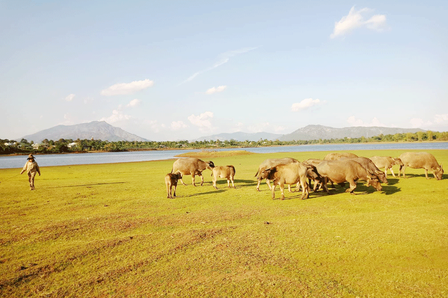 Thu nhập khá nhờ nuôi trâu