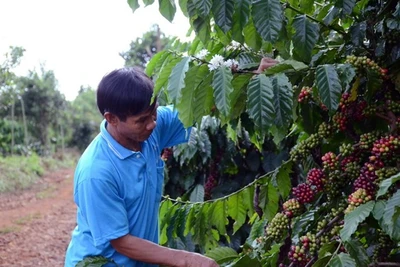 Làm gì để nâng cao giá trị nông sản Việt Nam sau thu hoạch