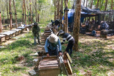 Nuôi ong lấy mật trong rừng cao su ở Tây Nguyên