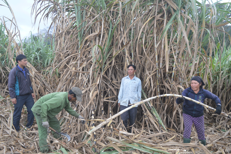 Trồng mía ở Lơ Ku