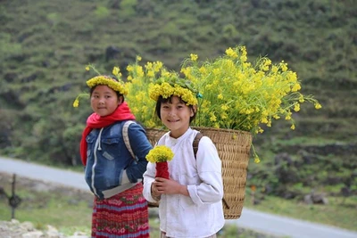 Rạng rỡ sắc hoa trên cao nguyên đá Đồng Văn