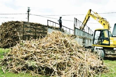 Nguy cơ mất cân đối trong sản xuất nông nghiệp?