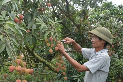 Cây "tỉ phú" mới trên đất Tây Nguyên