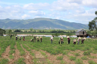 Krông Pa: Đẩy nhanh tiến độ gieo trồng vụ mùa