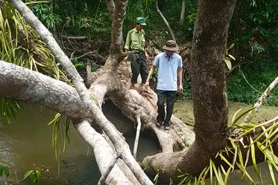 Đi tìm dấu chân thú hoang trên đồng cỏ Ya Book