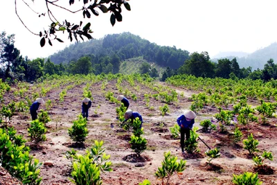 Gia Lai: Doanh nghiệp nợ hơn 3,5 tỷ đồng trồng rừng thay thế