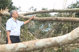 Bão số 13 quật ngã hàng chục ngàn cây cao su ở Kbang.