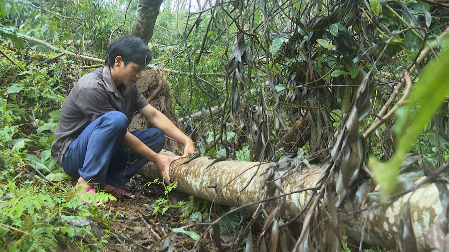 1-anh-dinh-dom-tai-khu-rung-keo-bi-gay-do-sau-bao.jpg