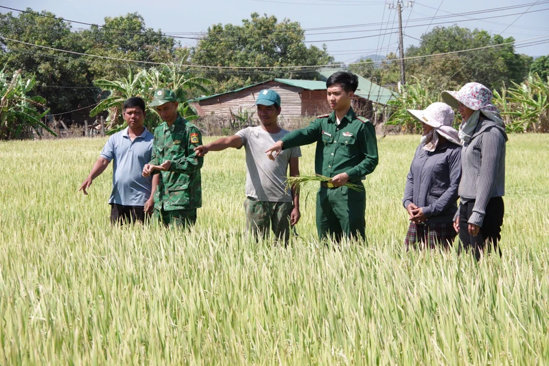 Thượng úy Trịnh Văn Cao Nguyên (thứ 3 từ phải sang) hướng dẫn kỹ thuật trồng lúa cho người dân xã Ia Mơ, huyện Chư Prông (ảnh nhân vật cung cấp).