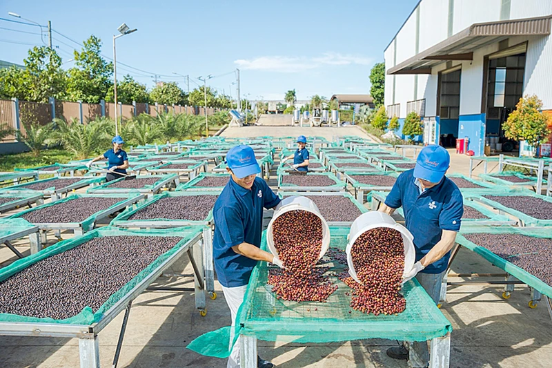 Cà phê là mặt hàng xuất khẩu chủ lực của tỉnh Gia Lai. Ảnh: Hà Duy