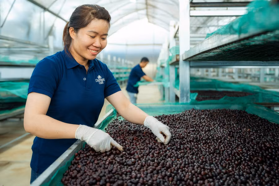 ban-sao-san-xuat-cfe-organic-o-trang-trai-ca-phe-vinh-hiep-2.jpg