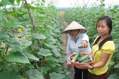 Gia Lai công bố 6 thủ tục hành chính mới trong lĩnh vực khoa học và công nghệ