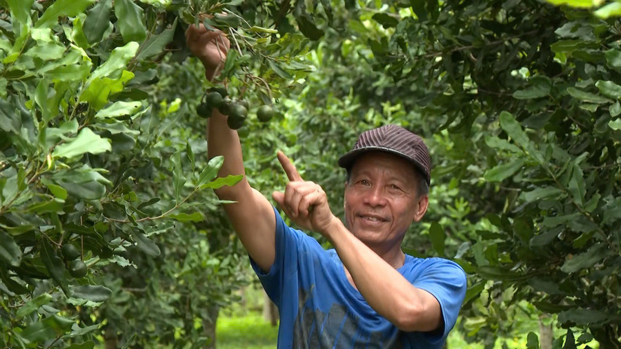 Ông Thọ vui vẻ với thành quả sau nhiều năm chăm bón. Ảnh: T.K mac-ca-o-vinh-son.jpg