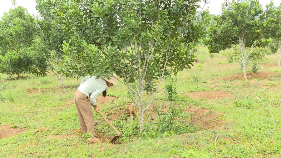 Sau thời gian thử nghiệm cho thấy cây mắc ca phù hợp với khí hậu, thổ nhưỡng ở Vĩnh Sơn. Ảnh: T.K mac-ca-vinh-son.jpg