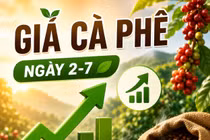 Giá cà phê ngày 2-7: Tăng mạnh, lên mốc 90.400 đồng/kg