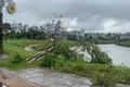 Nhiều cây hoa anh đào bị bật gốc, đổ rạp xuống mép suối. 