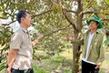 Áp dụng phương pháp chăm sóc theo hướng hữu cơ, vườn sầu riêng của các thành viên HTX Sầu riêng hữu cơ Ia Phìn (huyện Chư Prông) có thể đạt năng suất 28 tấn/ha. Ảnh: Hà Duy