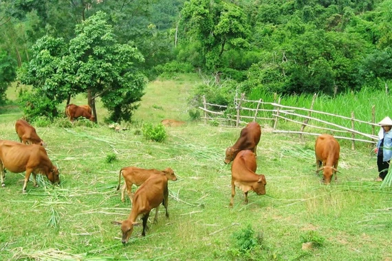 Điểm tựa sinh kế giúp người dân vùng biên vững bước thoát nghèo