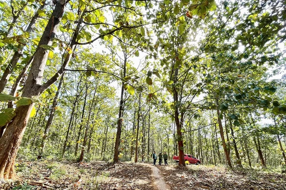 Rừng gỗ tếch - suối Đôi: Hướng mở cho du lịch sinh thái vùng biên Ia Dom