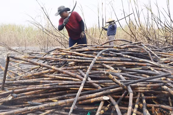Hàng chục hecta mía bị cháy, nông dân Tây Gia Lai điêu đứng.