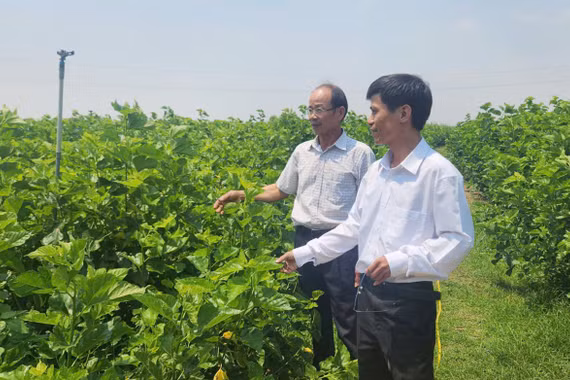 Chư A Thai: Đa dạng mô hình, mở hướng làm giàu từ nông nghiệp.