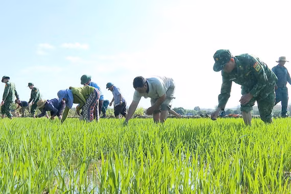 Chiến sĩ Biên phòng Gia Lai trực tiếp xuống đồng ruộng hướng dẫn bà con dân tộc thiểu số áp dụng kỹ thuật canh tác mới để tăng năng suất cây trồng.