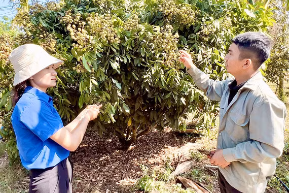 Người trẻ làm giàu từ nông nghiệp đa canh